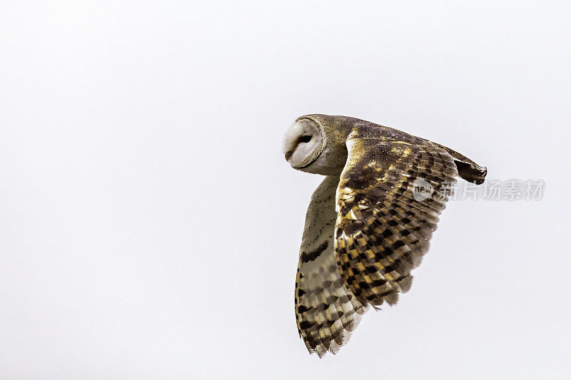 仓鸮在飞行(Tyto alba)